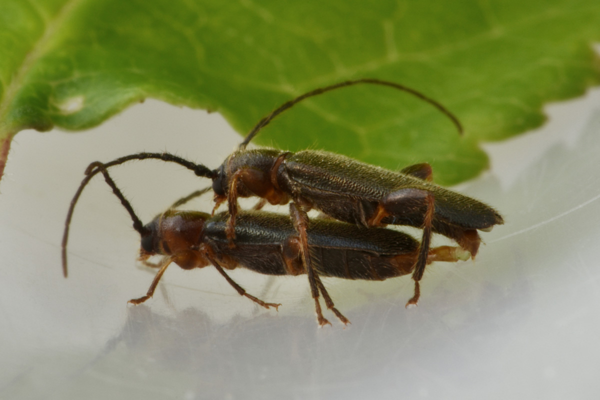 Cerambycidae in accoppiamento:  Poecilium lividum